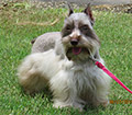 Female Schnauzer Place holder