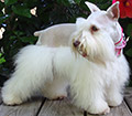 Female Schnauzer Pumpkin Spice