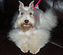 Female Schnauzer thumbnail 4