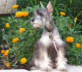 Female Schnauzer