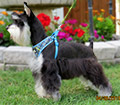 Female Schnauzer Truly Scrumptious
