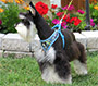 Our Schnauzer Thumbnail pic