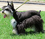 Our Schnauzer Thumbnail pic