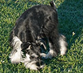 Female Schnauzer Pumpkin Spice