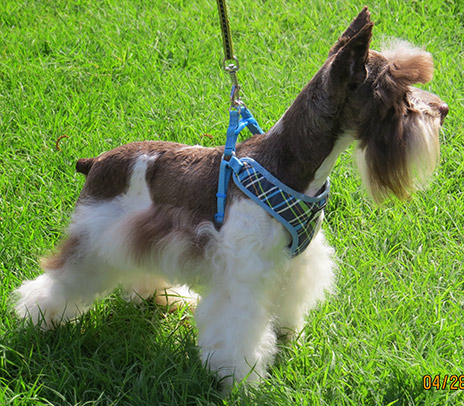 M&M's Truly Fabulos female schnauzer main picture