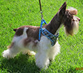 female schnauzer