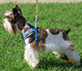 M&M's Truly Fabulos female schnauzer picture 1