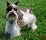M&M's Truly Fabulos female schnauzer picture 4