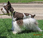 M&M's Truly Fabulos female schnauzer picture 5