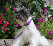 Schnauzer Picture coming soon
