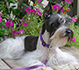 Female Schnauzer thumbnail 1
