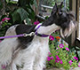 Female Schnauzer thumbnail 2