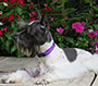 Female Schnauzer thumbnail 3