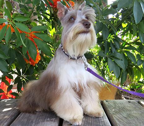 Male Schnauzer  Picture