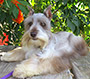 Male Schnauzer thumbnail 1