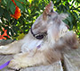 Male Schnauzer thumbnail 2