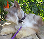 Male Schnauzer thumbnail 3