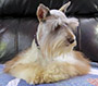 Male Schnauzer thumbnail 4