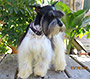Male Schnauzer thumbnail 1
