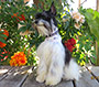 Male Schnauzer thumbnail 2