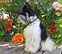 Male Schnauzer thumbnail 3