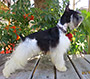 Male Schnauzer thumbnail 4