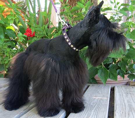 Male Schnauzer  Picture