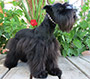 Male Schnauzer thumbnail 1
