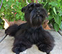 Male Schnauzer thumbnail 2