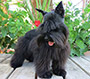Male Schnauzer thumbnail 3
