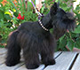 Male Schnauzer thumbnail 4