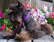 Male Schnauzer 2