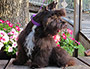 Male Schnauzer thumbnail 1