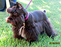 Male Schnauzer thumbnail 2