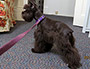 Male Schnauzer thumbnail 3