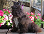 Male Schnauzer thumbnail 4