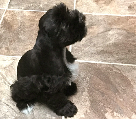 Male Schnauzer Picture