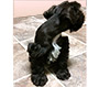 Male Schnauzer thumbnail 1