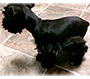 Male Schnauzer thumbnail 2
