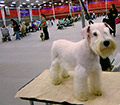 Male Schnauzer 6