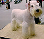 Female Schnauzer thumbnail 1