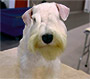 Female Schnauzer thumbnail 2