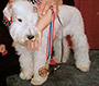 Female Schnauzer thumbnail 2