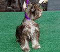Male Schnauzer 7