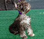 M&M's Tiny Tim picture 2