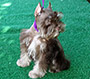 M&M's Tiny Tim picture 3