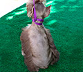M&M's Tiny Tim picture 4