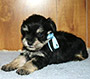 M&M's Cap'n Jack male schnauzer picture 2