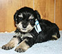 M&M's Cap'n Jack male schnauzer picture 3
