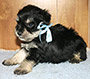 M&M's Cap'n Jack male schnauzer picture 4